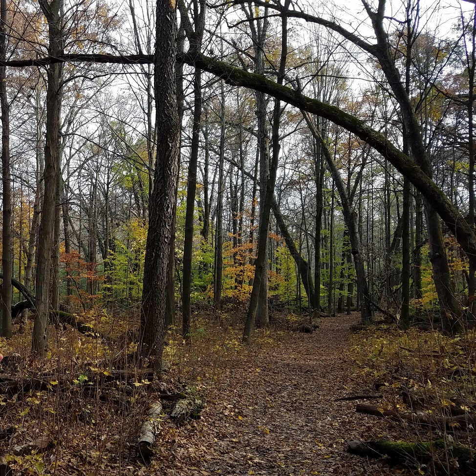 Dark November #1